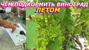 Чем подкормить виноград в июле.Подкормка винограда по Ф4 . Что полезно знать о подкормке винограда.