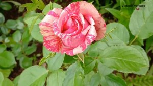 Лето жаркое в разгаре в цветочной красоте! 💖👍🌺