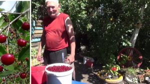 Вишневый сад у Михалыча 🍒#михалычдачник