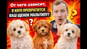 От чего зависит размер и внешний вид Мальтипу во взрослом возрасте?