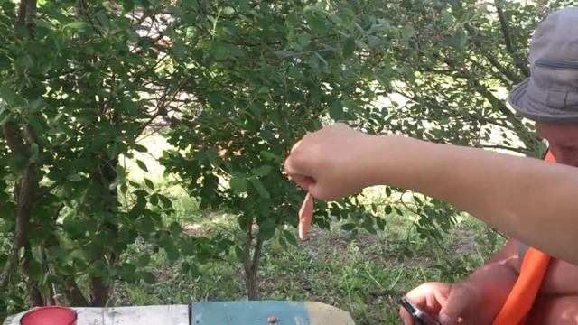 Вася давай гав смотреть онлайн