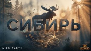 ДИКАЯ СИБИРЬ Полный документальный фильм о дикой природе