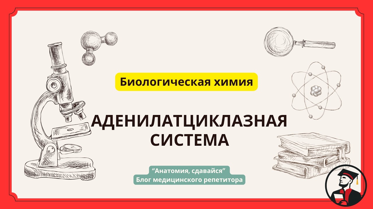 Что такое аденилатциклазная система и зачем она нужна? #биохимия смотреть онлайн