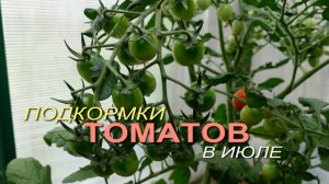 🍅Подкормки ТОМАТОВ в июле.