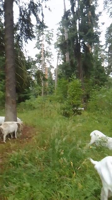 Гуляем с козами в лесу перед грозой. 1 часть.