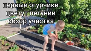 Первые огурчики/Цветёт петуния/Обзор участка/Своя клубника.