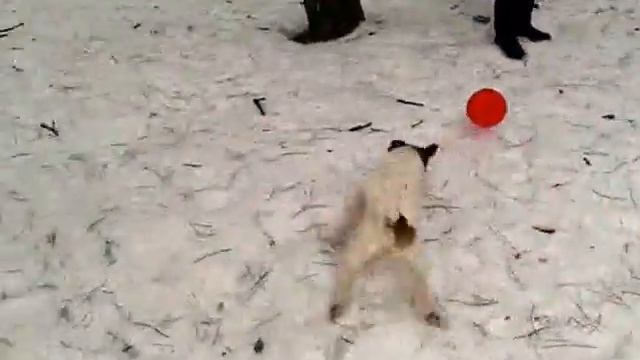 Охота на шарик video 2017 02 18 10 27 30 какое быстрое видео смотреть онлайн