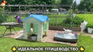 Идеальное птицеводство достойно восхищения 🐓🦆🦢🦚🦃🐔 эпизод (513)