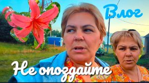 Пораньше встала и ушла в теплицу. Собрала сына на свадьбу.Новый товарищ в коллекцию.