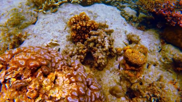 Great Barrier Reef, Australia Green Island /Большой Барьерный Риф, Австралия Остров Грин Айленд. 3. смотреть онлайн