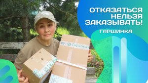 Стоит ли заказывать саженцы в жару? Распаковка и проверка качества от Гаршинки