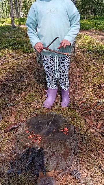 Плесень на гниющем дереве "Волчье молоко" Плесень на гниющем дереве "Волчье молоко"