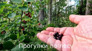 Прогулки по лесу. Новые сосенки посадили. Поспевает каринка (ирга).