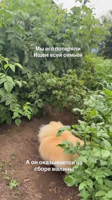 Он просто получает витамины