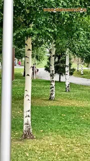 Берёзовая рощица