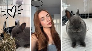 мой кролик🐰все об уходе, необходимых покупках и питании
