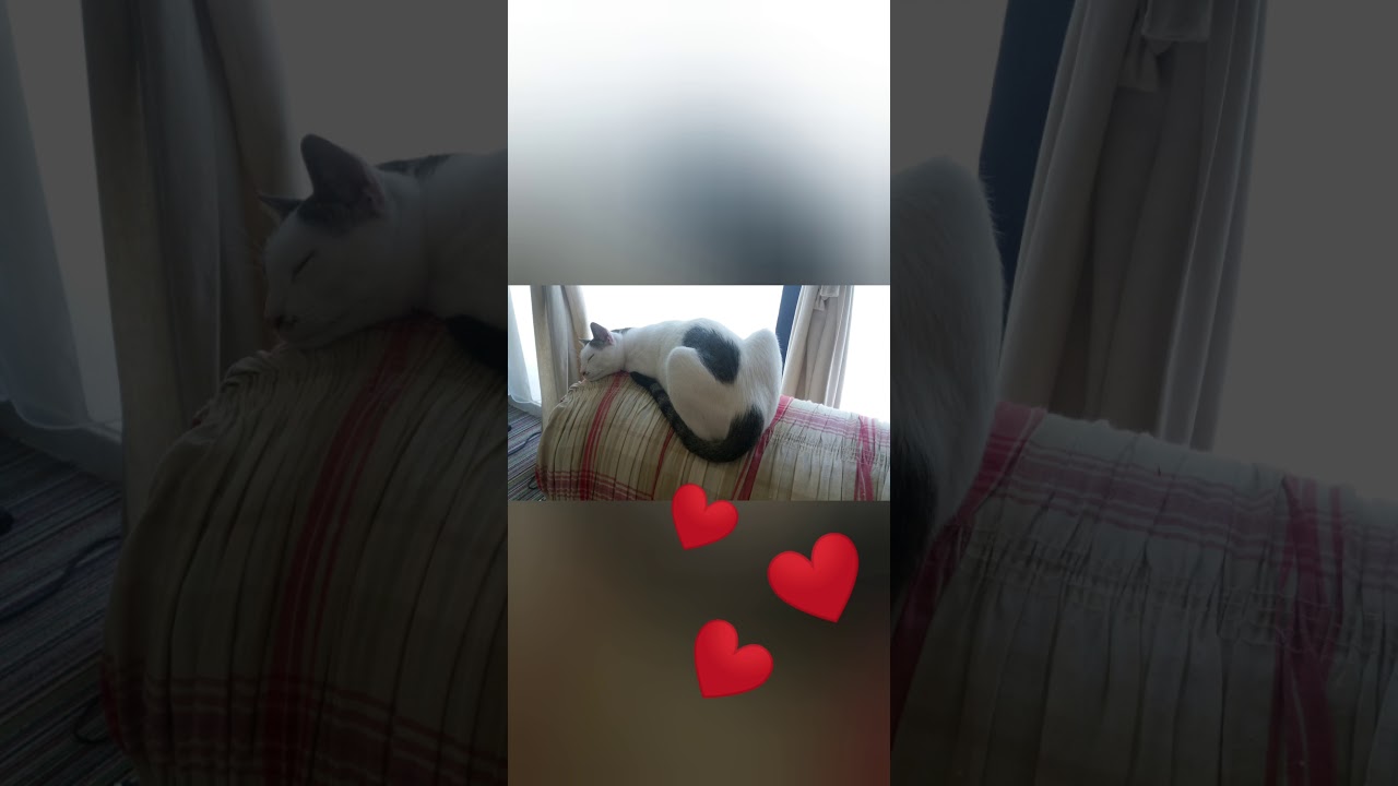 Мои сладкие котики/my sweet cats смотреть онлайн