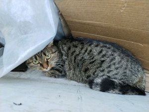пою песню Иваново купала от Марьяны Локи Марьяне Локи привет Марьяна Лока Марьяне Локи заметь