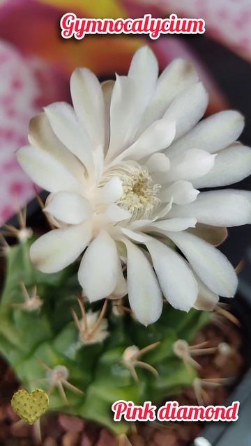 Gymnocalycium