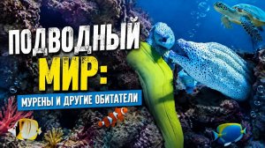 Подводный мир: мурены и другие  обитатели