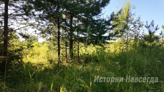 Оставшись ни с чем после развода, под смех мужа Настя от безысходности уехала в бабушкин дом…