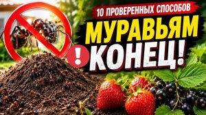 Муравьи и ТЛЯ уйдут НАВСЕГДА! Секретный рецепт без химии!