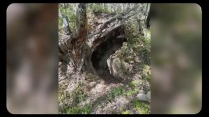 Что случилось с семьей Усольцевых - следствие зашло в тупик.