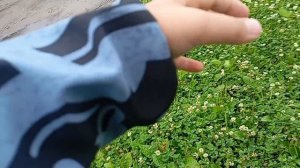 Мини-тизер : Крестовый ход