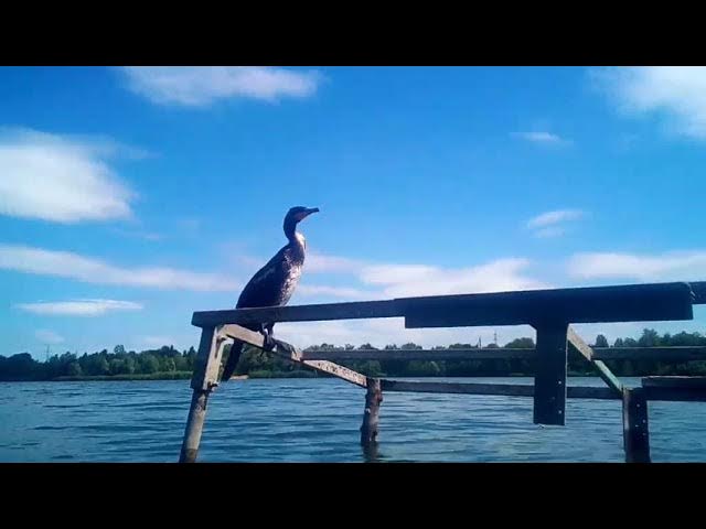Птичка из рая смотреть онлайн