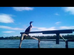 Птичка из рая