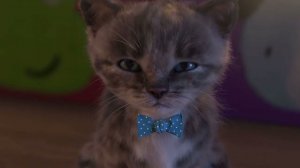 Приключение милого котенка и маленькой кошечки - Веселые игры по уходу за домашними животн