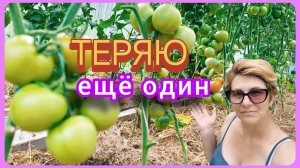 Заболел ещё один куст🍅😭