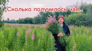 Заготовка и ферментация Иван-чая.