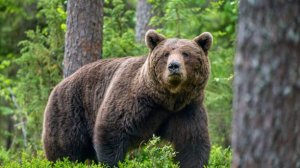 Неожиданная встреча с медведем.