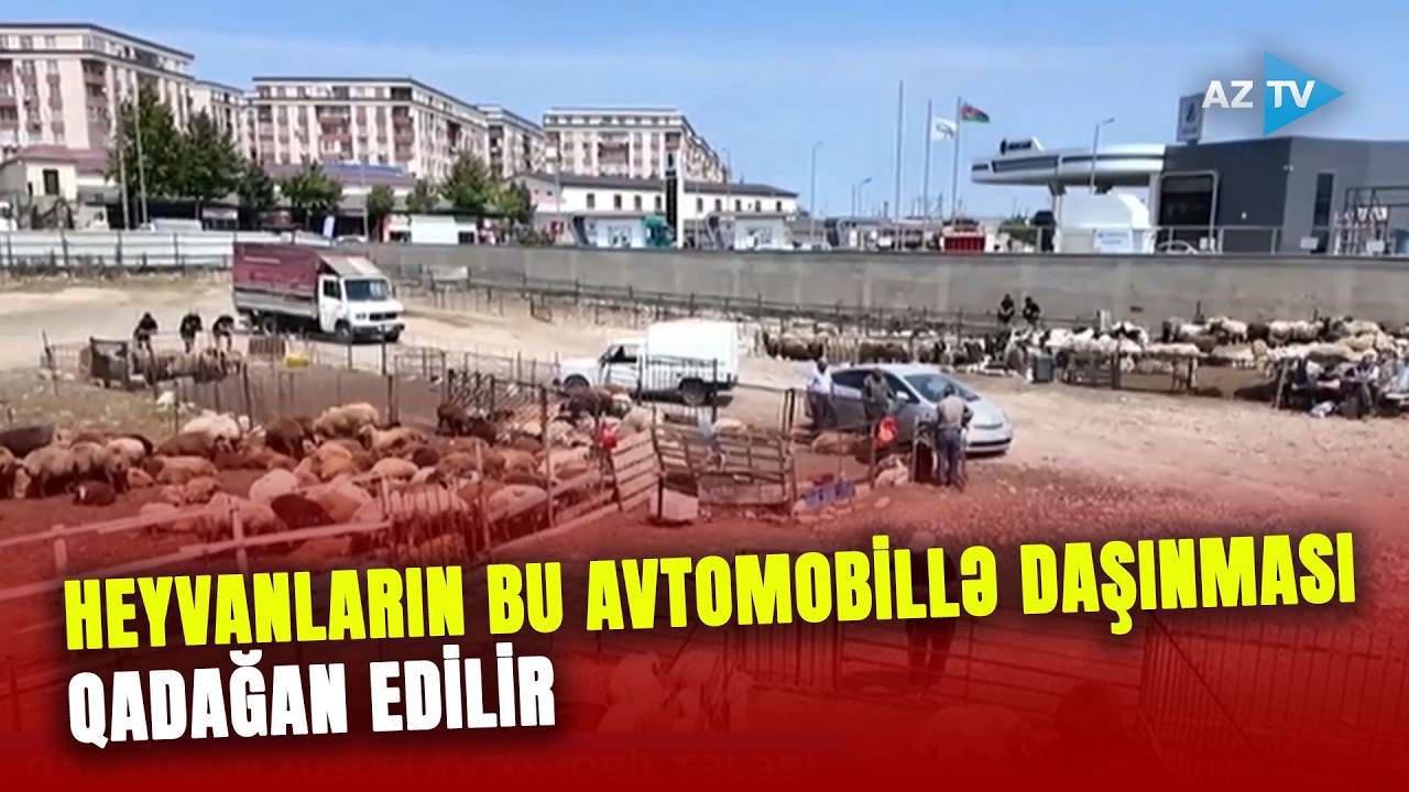 Bu qərar ətin qiymətinin qalxmasına səbəb olacaq? – Mal-qaranın daşınmasında yeni qayda смотреть онлайн