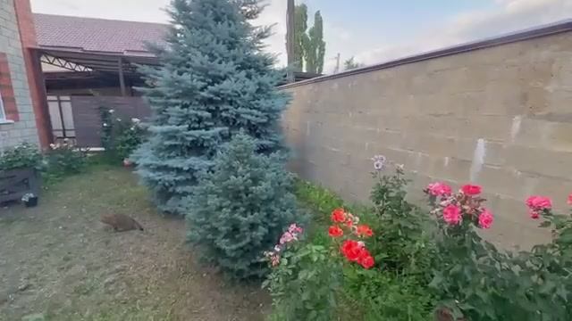 Жизнь вне орхидей. дегустирует ОН белорусское сало и тушенку во дворе ЕСТ и не давится смотреть онлайн