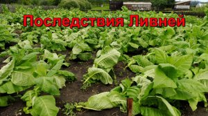 Табаководство:  месяц  дождей , спасаем урожай.