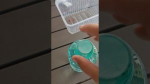 фокусы в домашних условиях