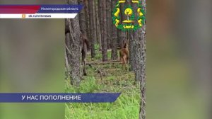 Семейство лосей встретилось в Павловских лесах