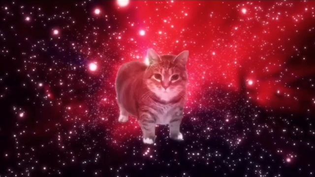 o i i a cat смотреть онлайн