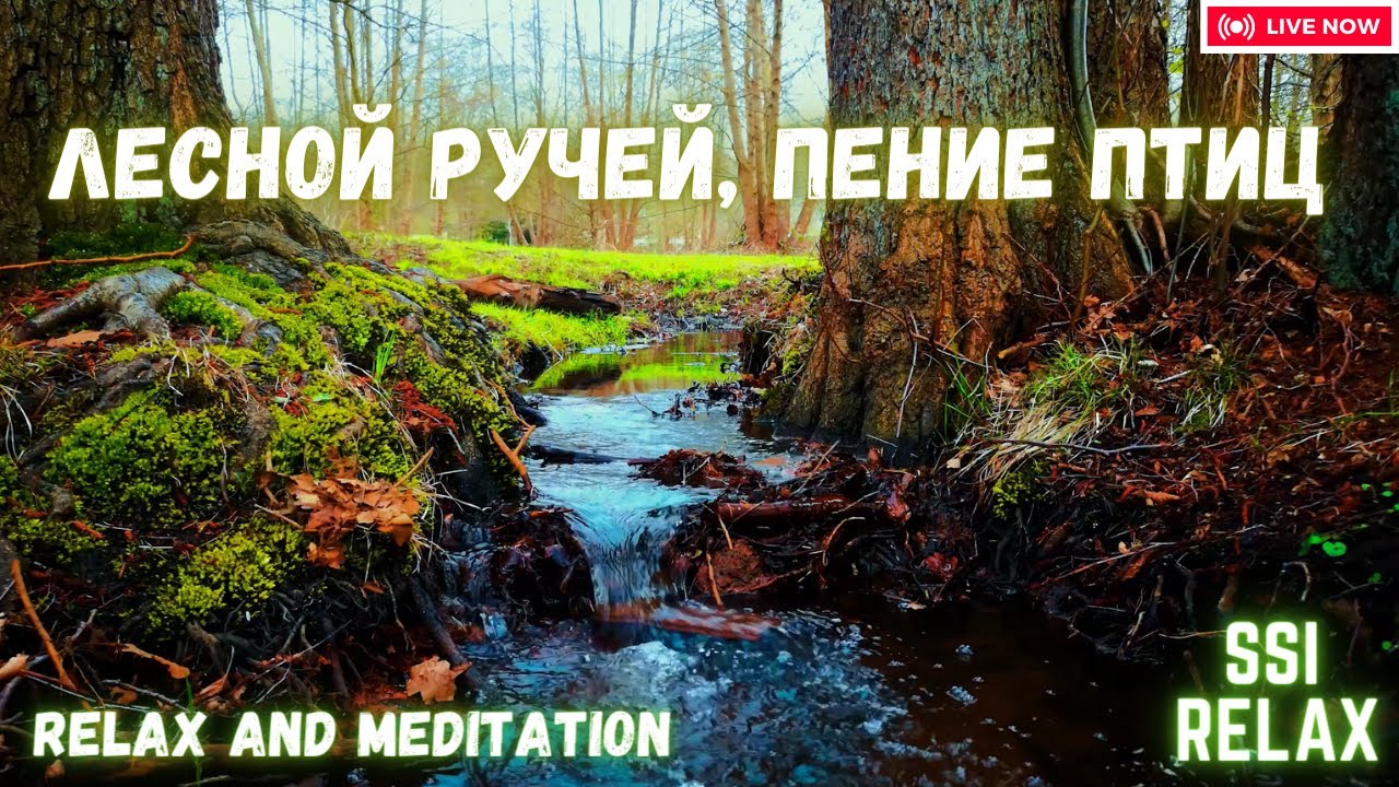 Лесной Ручей. Пение Птиц Звук Леса для Отдыха и Медитация.Singing Birds Sound Forest for Rest смотреть онлайн