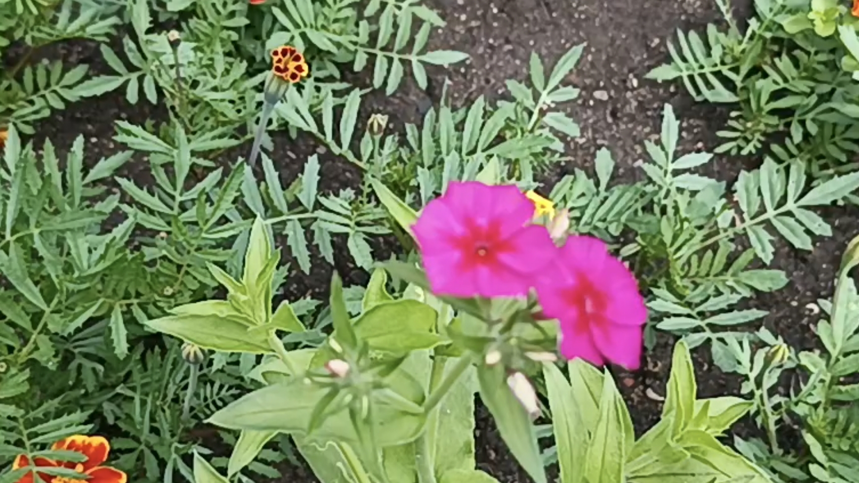 Цветочки в садочке!💐
Покупочки, коротенько!❤️💥🌹 смотреть онлайн