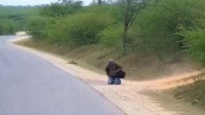 A Brave Cat Saves His Dog Friend From Wild Animals _ Caught on Camera