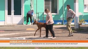 Лосёнка Люсю перевезли из зоопарка в просторный вольер в лесу