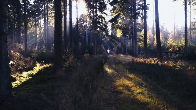 Лесная сказка. Расслабляющая музыка для отдыха. В лес за эмоциями и вдохновением. смотреть онлайн