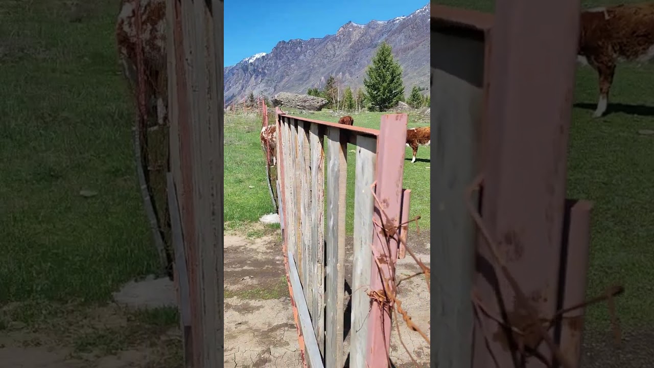 Бодряк с утра 😄 смотреть онлайн