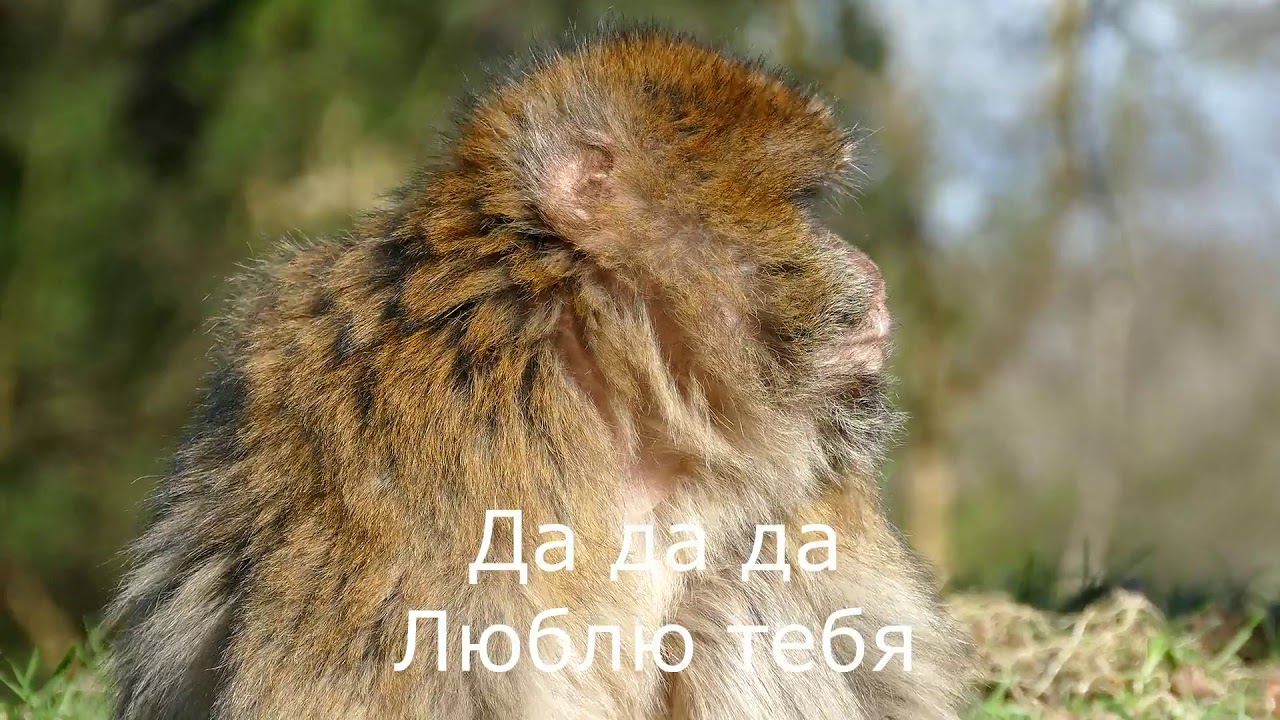 Тіна Кароль - Пупсик Караоке смотреть онлайн