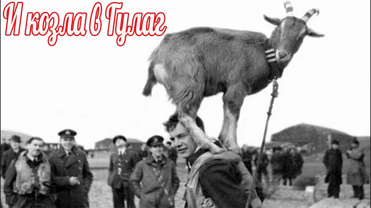 Всех партизан с козлом в ГУЛАГ. смотреть онлайн