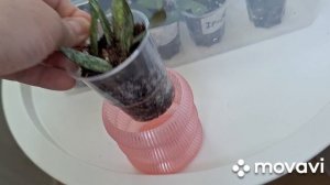 МОИ НЕДАВНИЕ НОВИНКИ,КАК СЕБЯ ЧУВСТВУЮТ.КОМНАТНЫЕ РАСТЕНИЯ(ЦВЕТЫ).