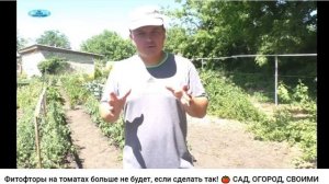 Фитофторы на томатах больше не будет, если сделать так!